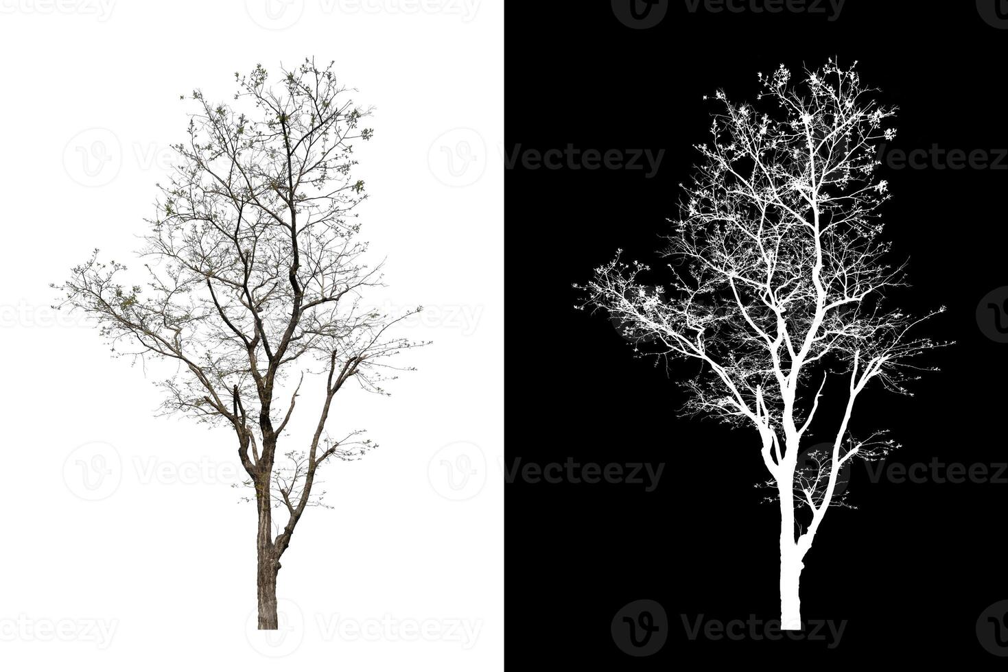 Tree that are isolated on white background are suitable for both printing and web pages photo