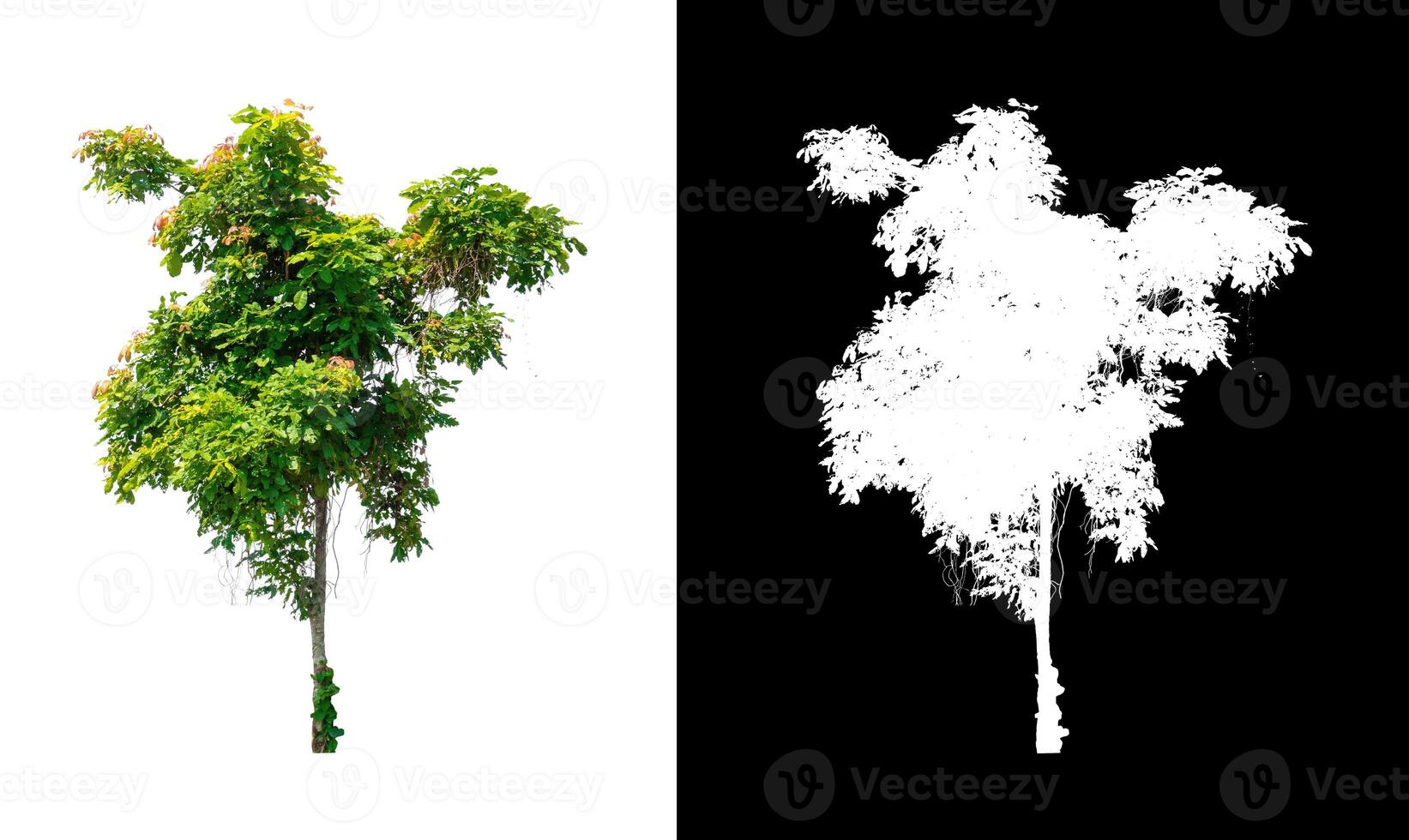 Tree that are isolated on white background are suitable for both printing and web pages photo