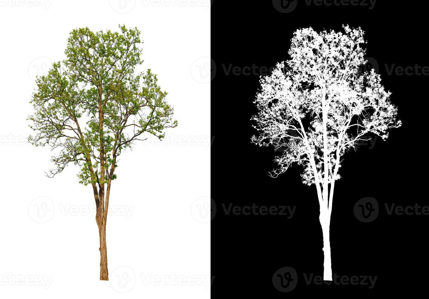 Tree that are isolated on white background are suitable for both printing and web pages photo