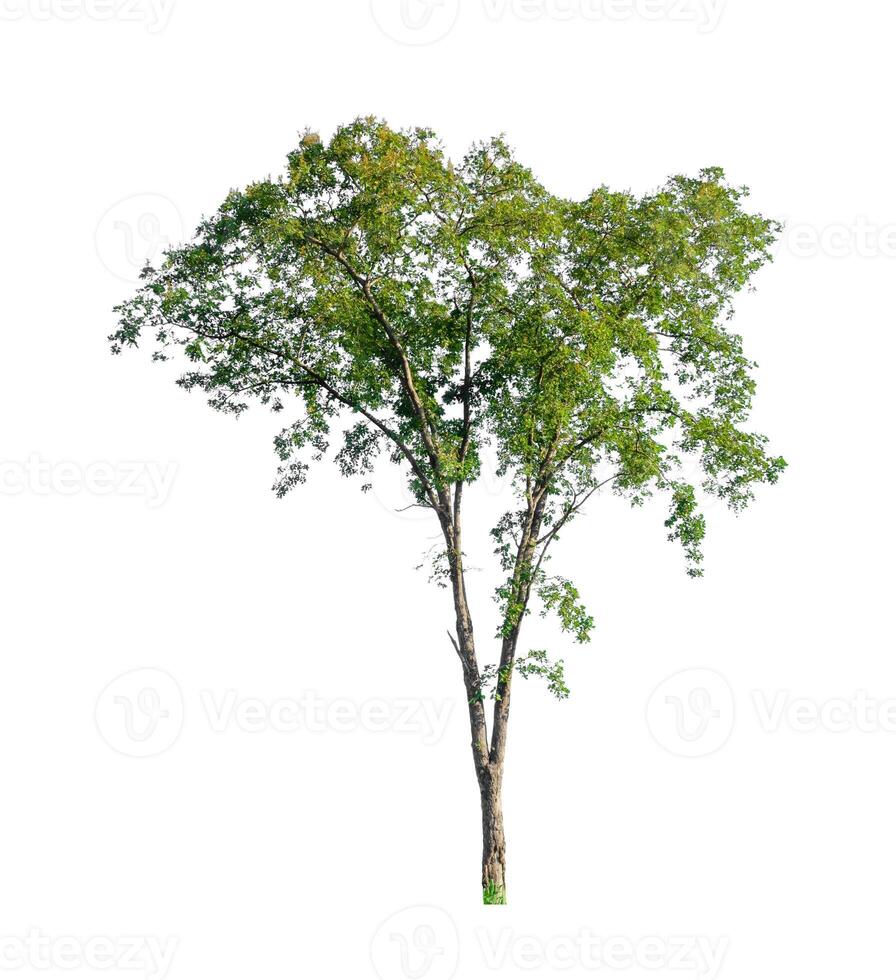 Tree that are isolated on a white background are suitable for both printing and web pages photo