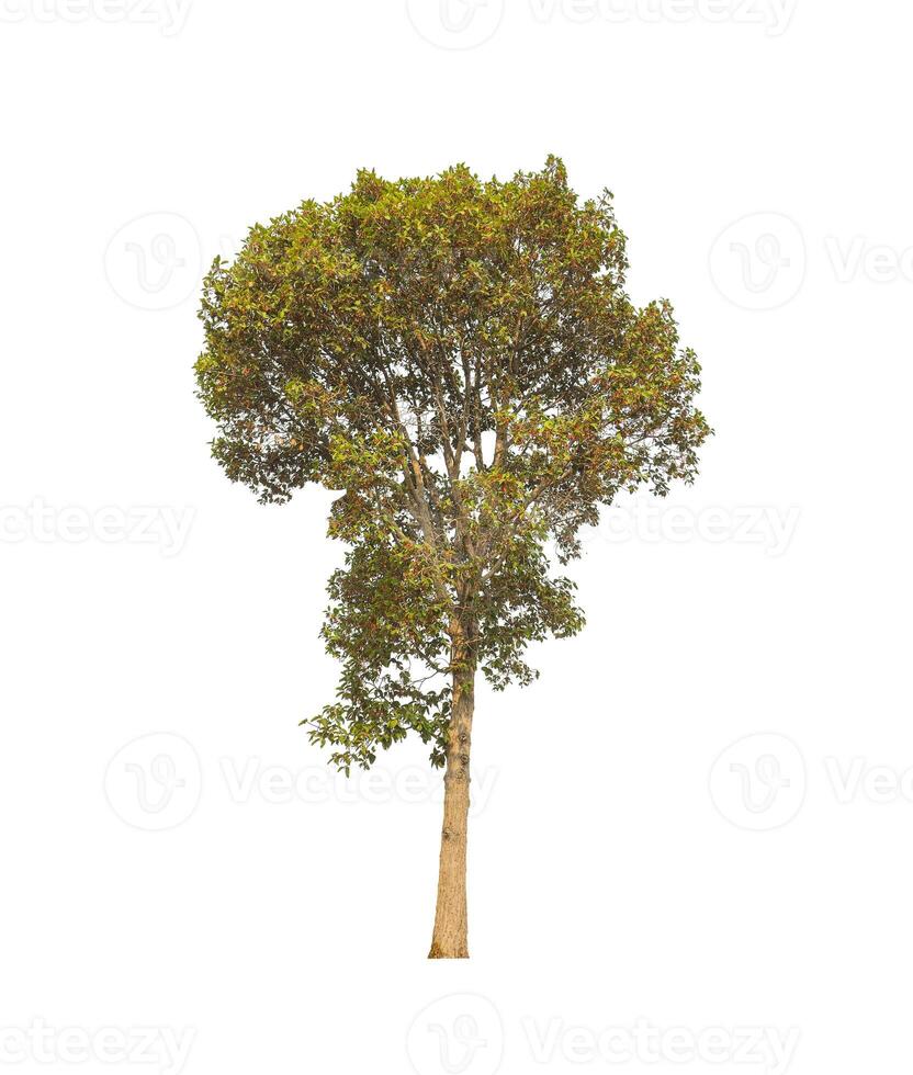 Trees that are isolated on a white background are suitable for both printing and web pages photo