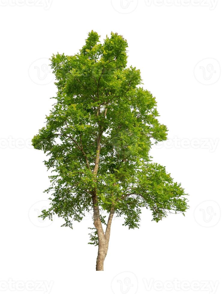 Trees that are isolated on a white background are suitable for both printing and web pages photo