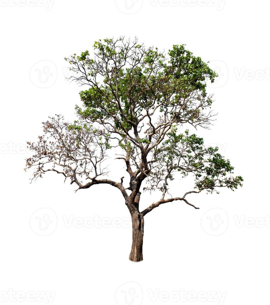 Tree that are isolated on a white background are suitable for both printing and web pages photo