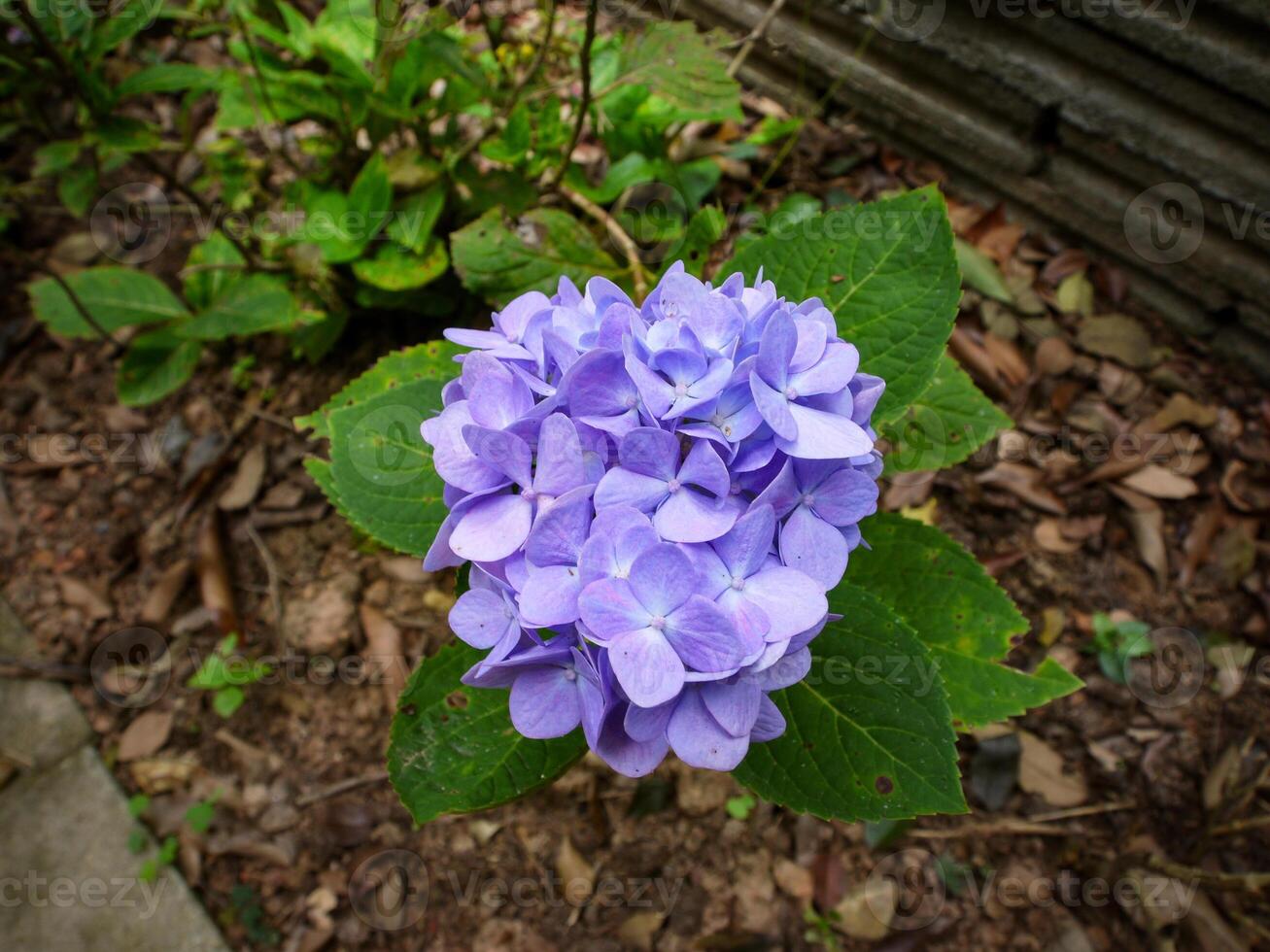 purple flowers blooming in spring beautiful purple flowers photo