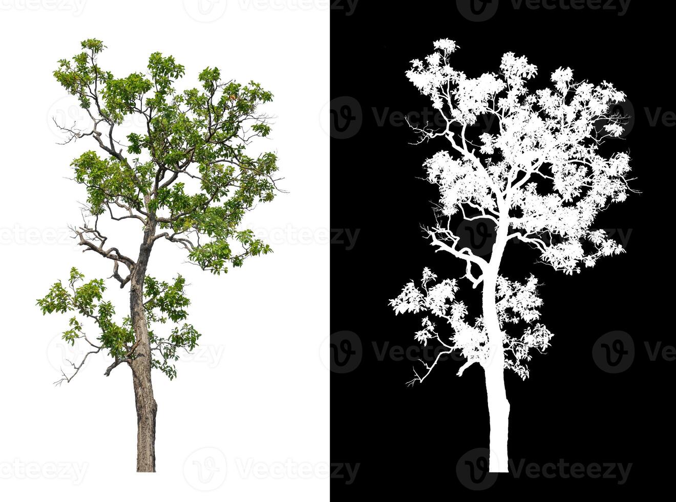 Tree that are isolated on white background are suitable for both printing and web pages photo