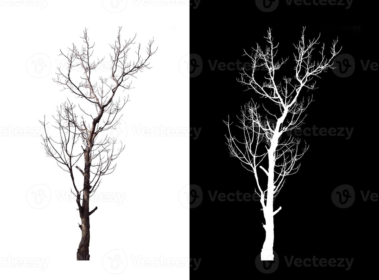 Dead tree on white picture background with clipping path, single tree with clipping path and alpha channel photo