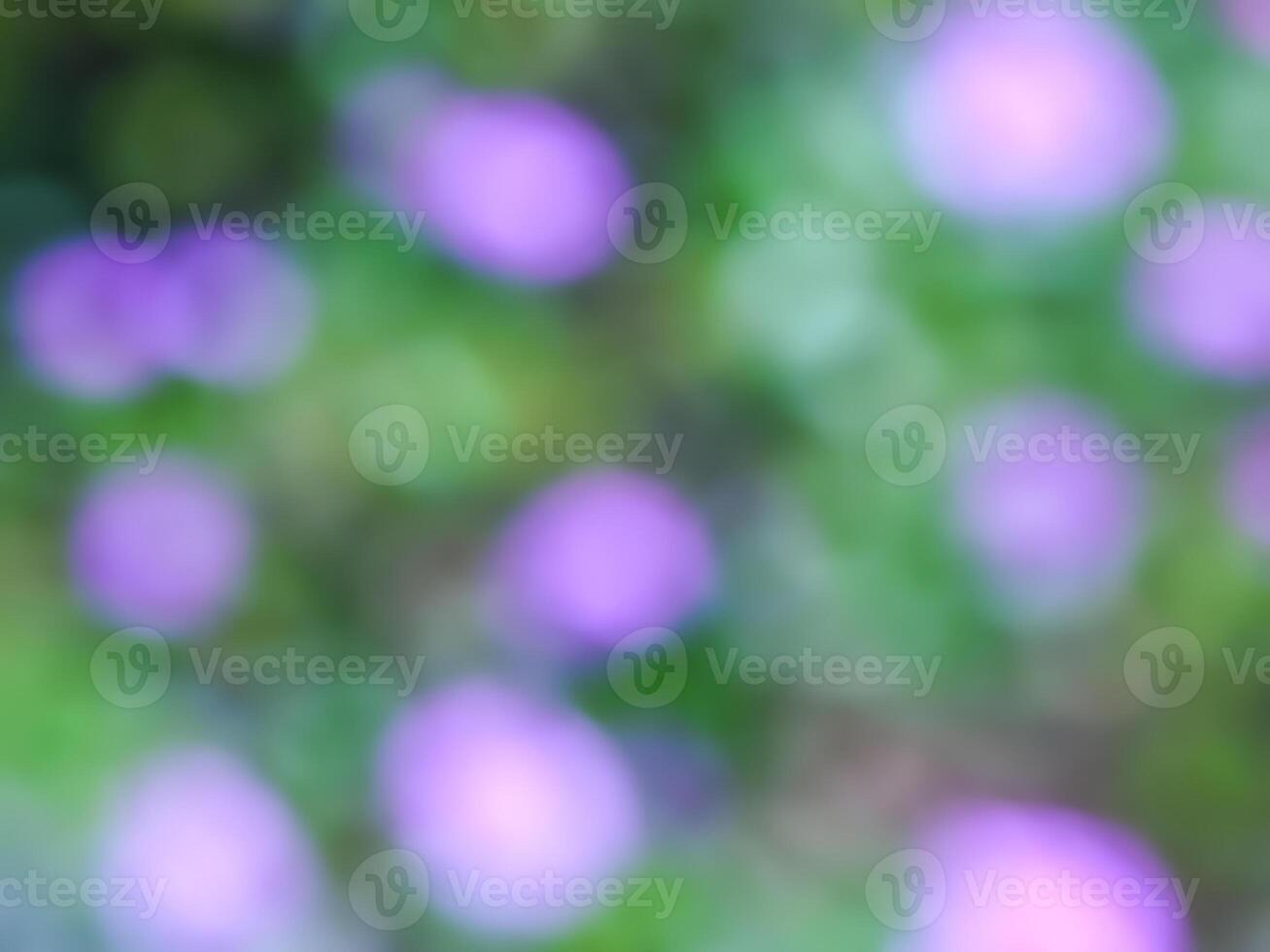 purple flowers blooming in spring beautiful purple flowers photo