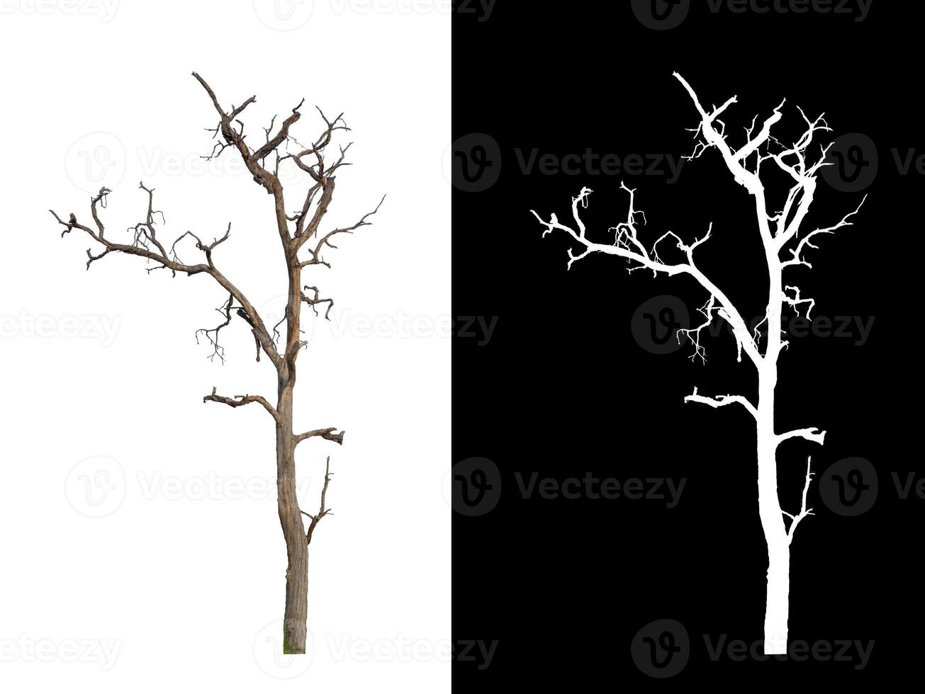 Dead tree on white picture background with clipping path, single tree with clipping path and alpha channel photo