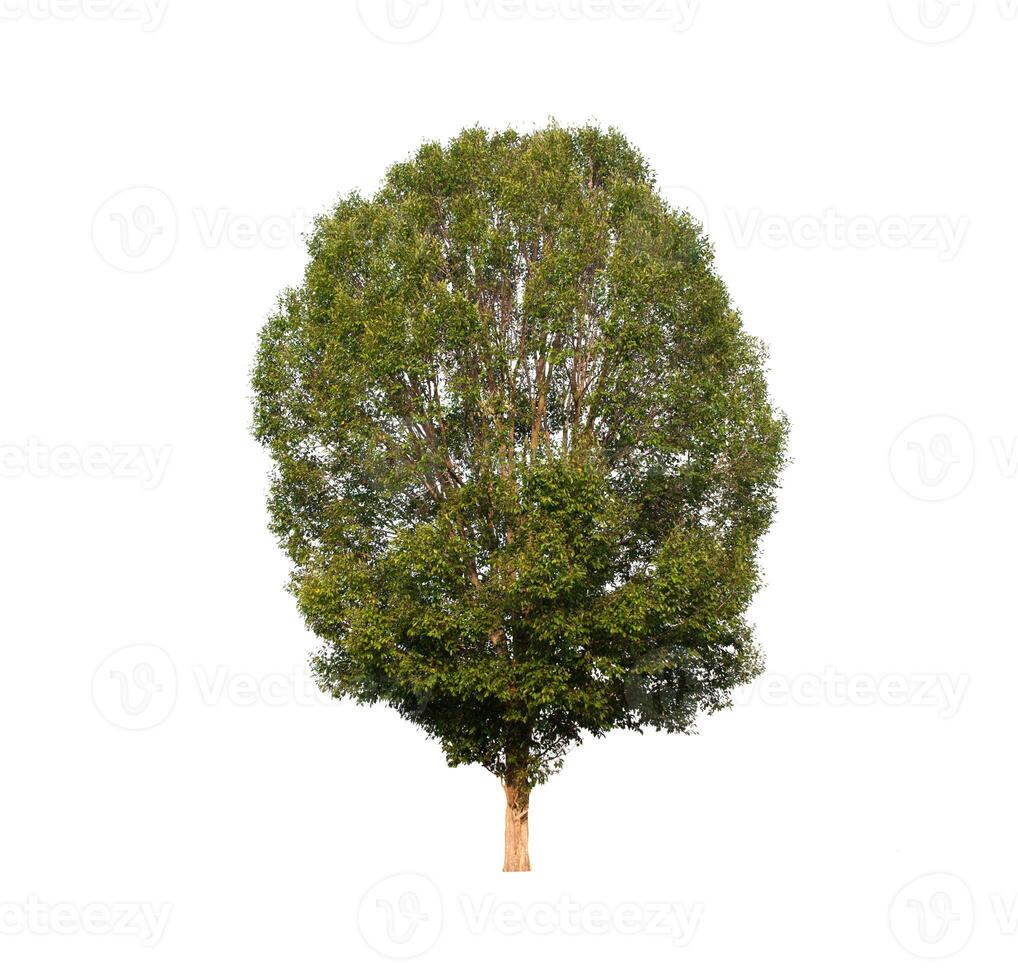 Tree that are isolated on a white background are suitable for both printing and web pages photo