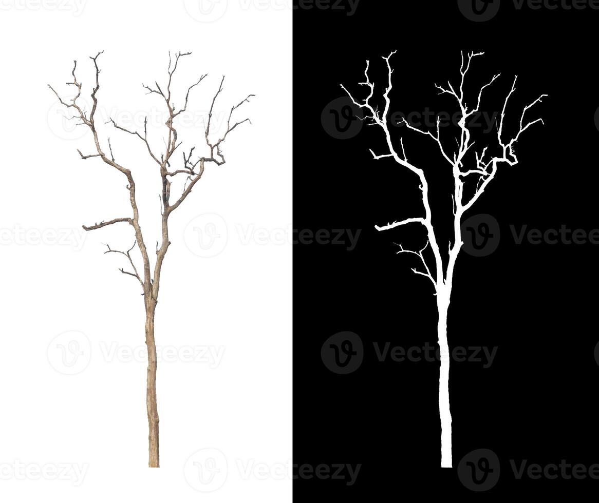 Dead tree on white picture background with clipping path, single tree with clipping path and alpha channel photo