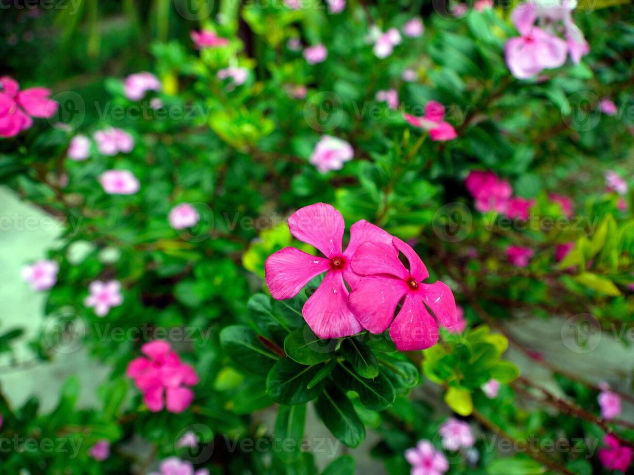 Pink flowers bloom in the spring, beautiful pink flowers. photo