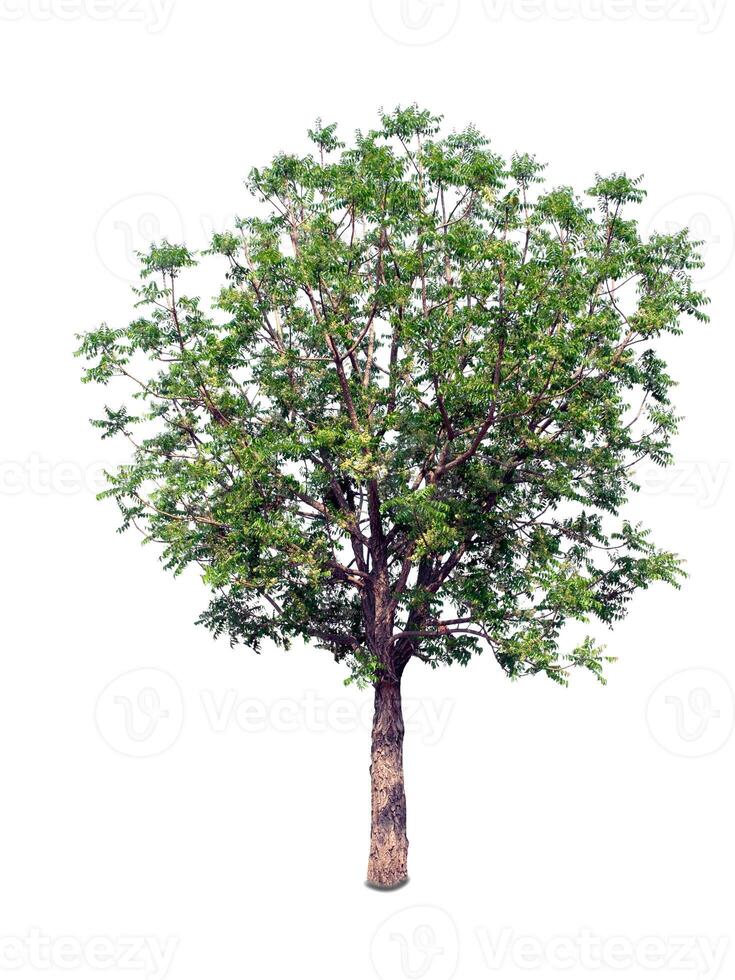 Tree that are isolated on a white background are suitable for both printing and web pages photo