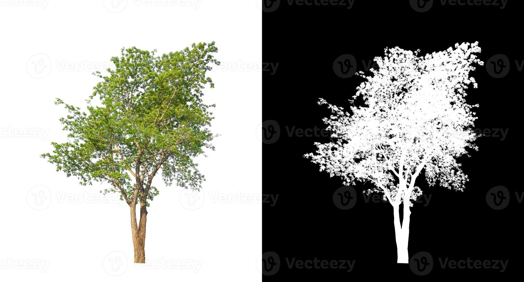 Tree on transparent picture background with clipping path, single tree with clipping path and alpha channel on black background photo