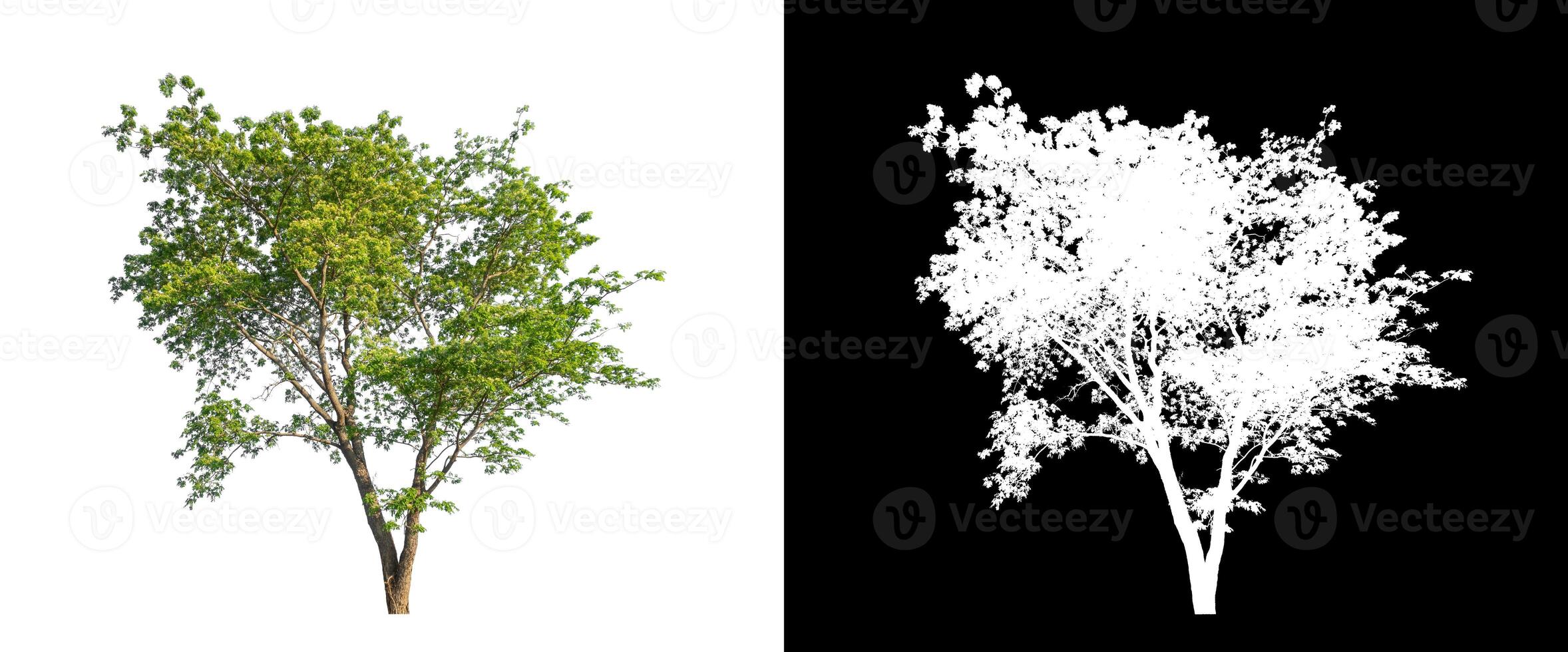árbol sobre fondo de imagen transparente con ruta de recorte, árbol único con ruta de recorte y canal alfa sobre fondo negro foto