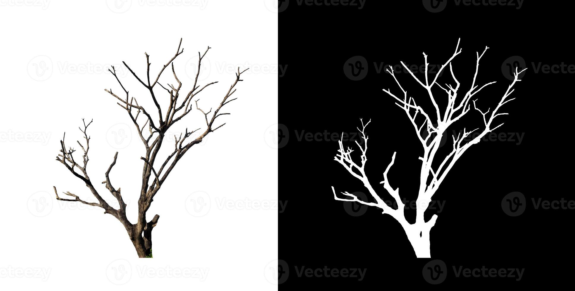 Dead tree on white picture background with clipping path, single tree with clipping path and alpha channel photo