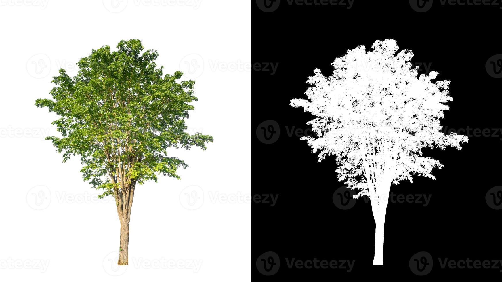 árbol sobre fondo de imagen transparente con ruta de recorte, árbol único con ruta de recorte y canal alfa sobre fondo negro foto