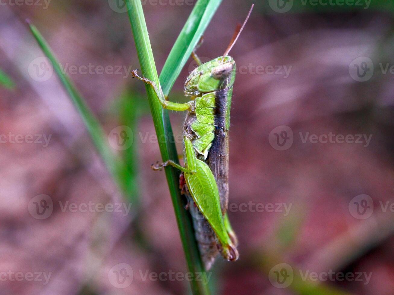 insects fly, light green grass with sunlight photo