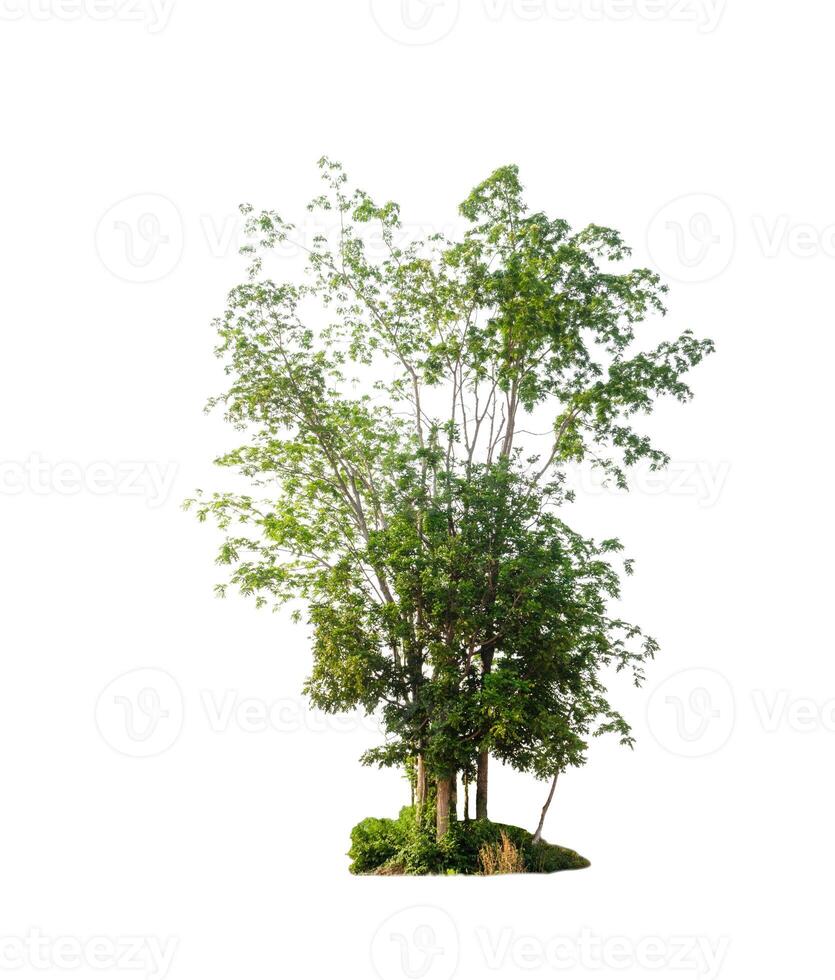 Trees that are isolated on a white background are suitable for both printing and web pages photo