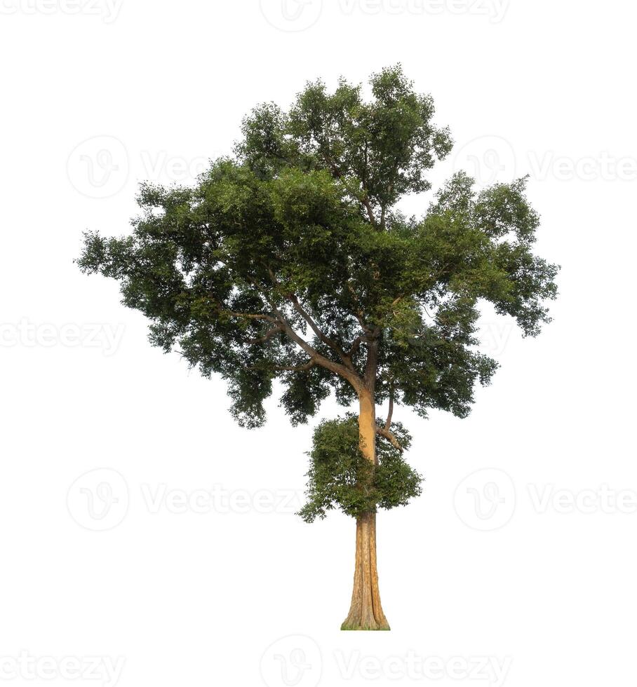 Tree that are isolated on a white background are suitable for both printing and web pages photo