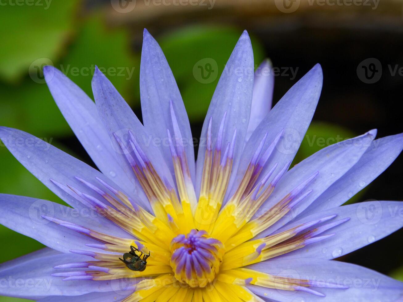 purple flowers blooming in spring beautiful purple flowers photo