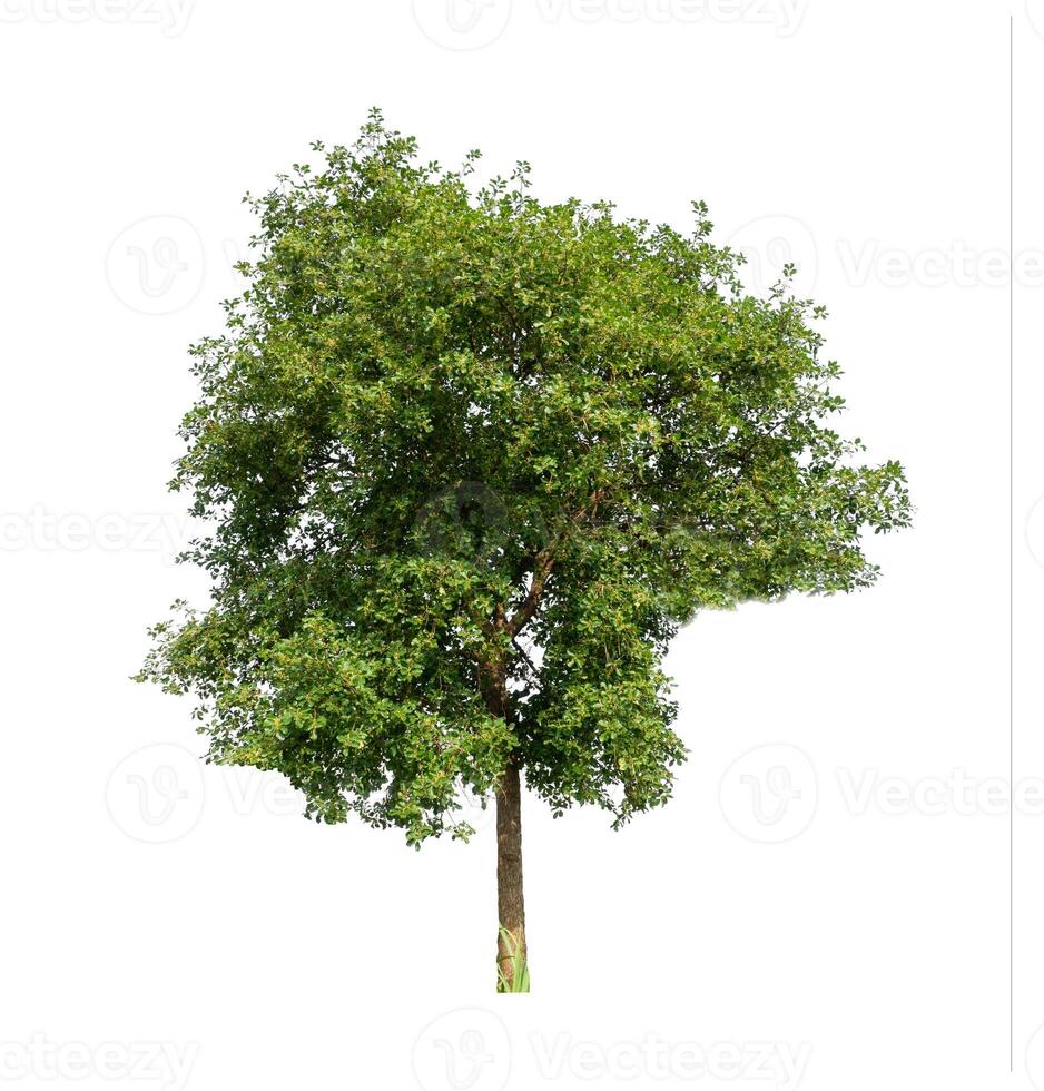 Tree that are isolated on a white background are suitable for both printing and web pages photo