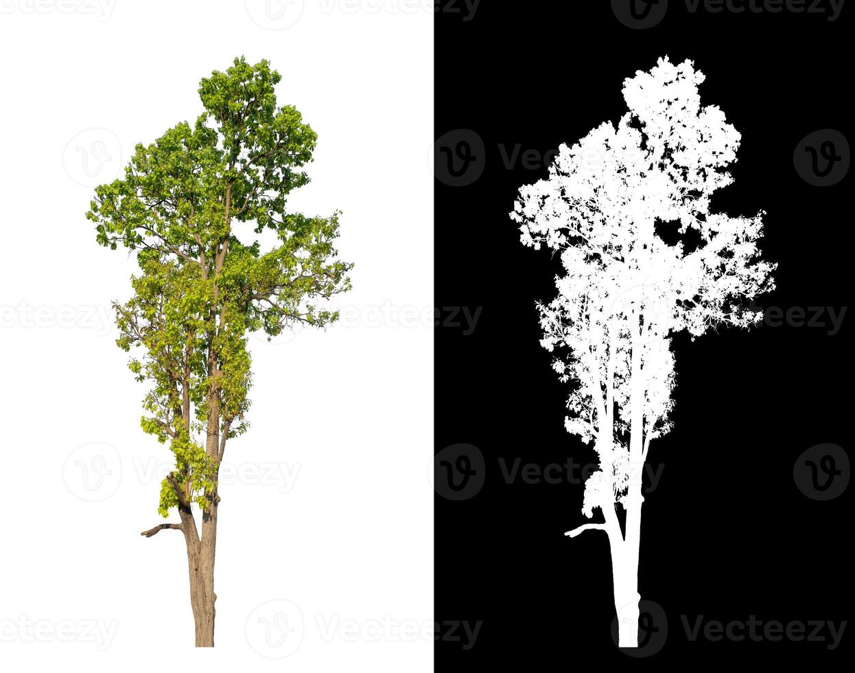 Tree on transparent picture background with clipping path, single tree with clipping path and alpha channel on black background photo