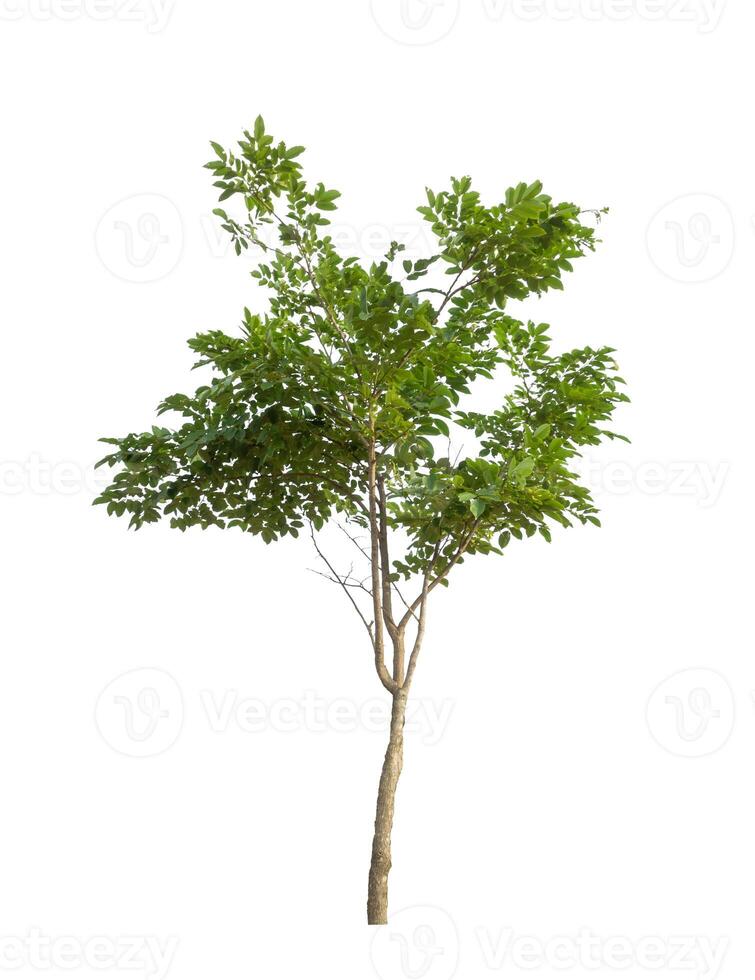 Tree that are isolated on a white background are suitable for both printing and web pages photo