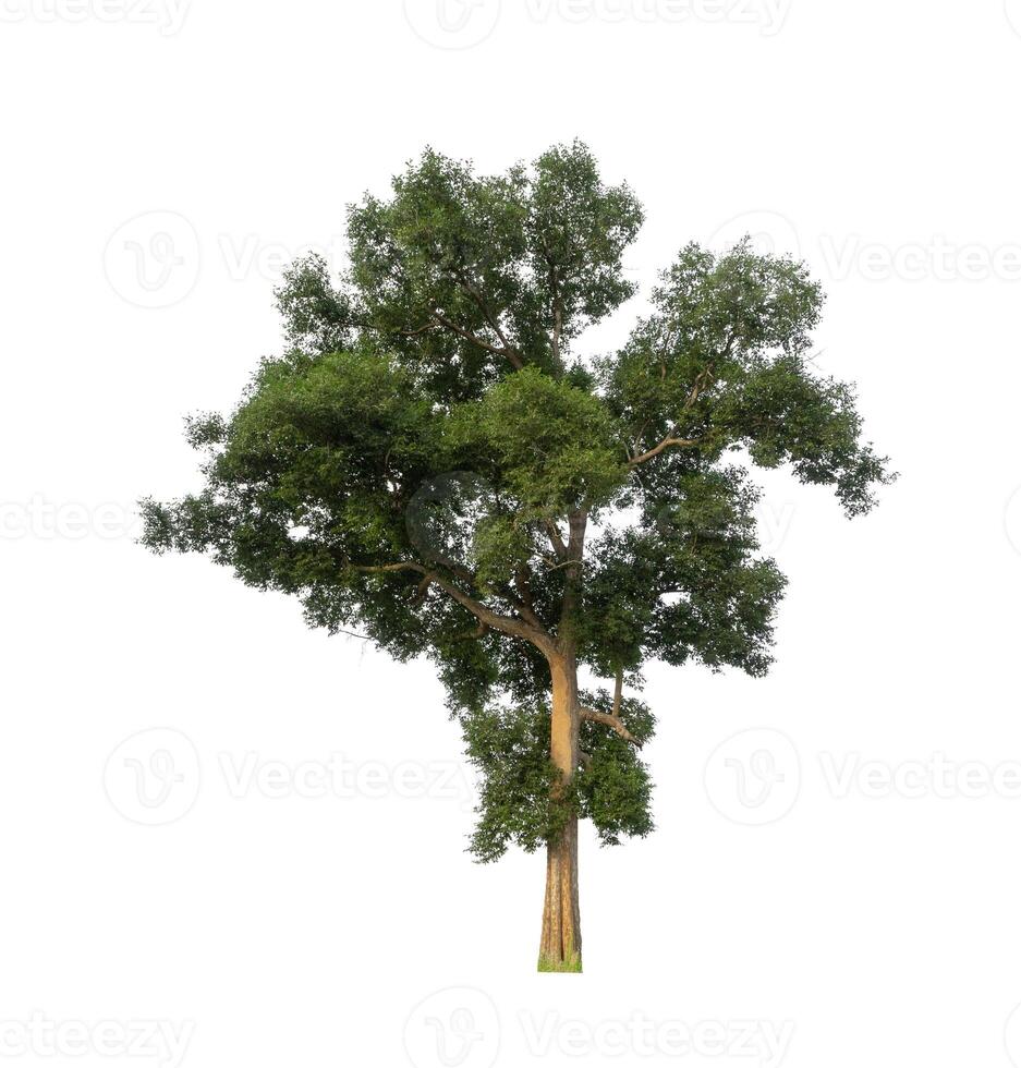 Tree that are isolated on a white background are suitable for both printing and web pages photo