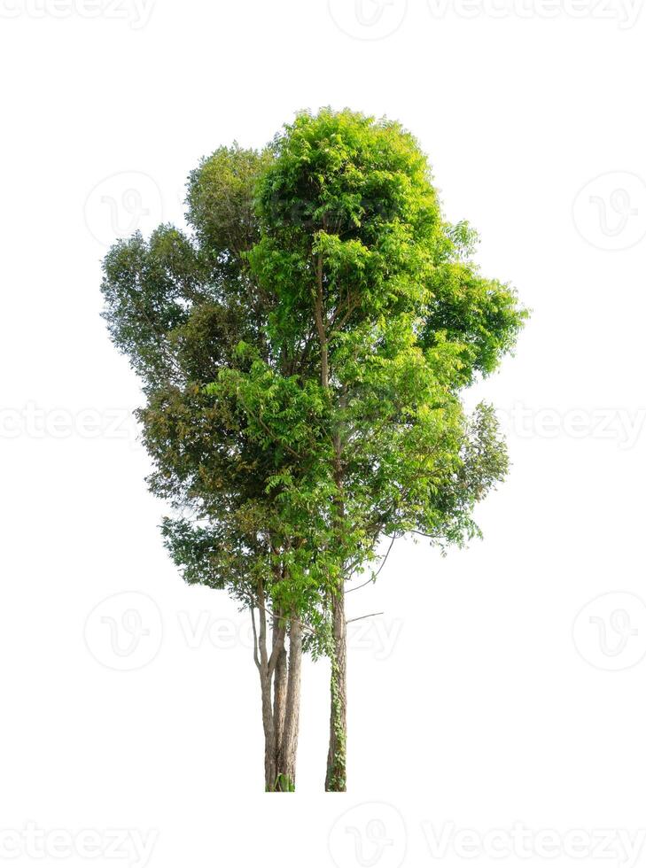 Tree that are isolated on a white background are suitable for both printing and web pages photo