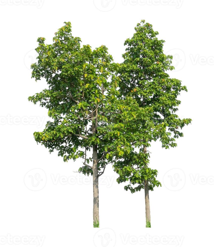 Tree that are isolated on a white background are suitable for both printing and web pages photo