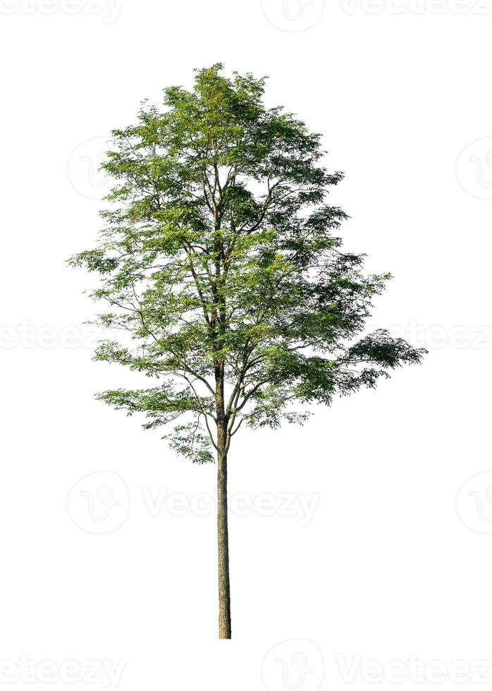 Tree that are isolated on a white background are suitable for both printing and web pages photo