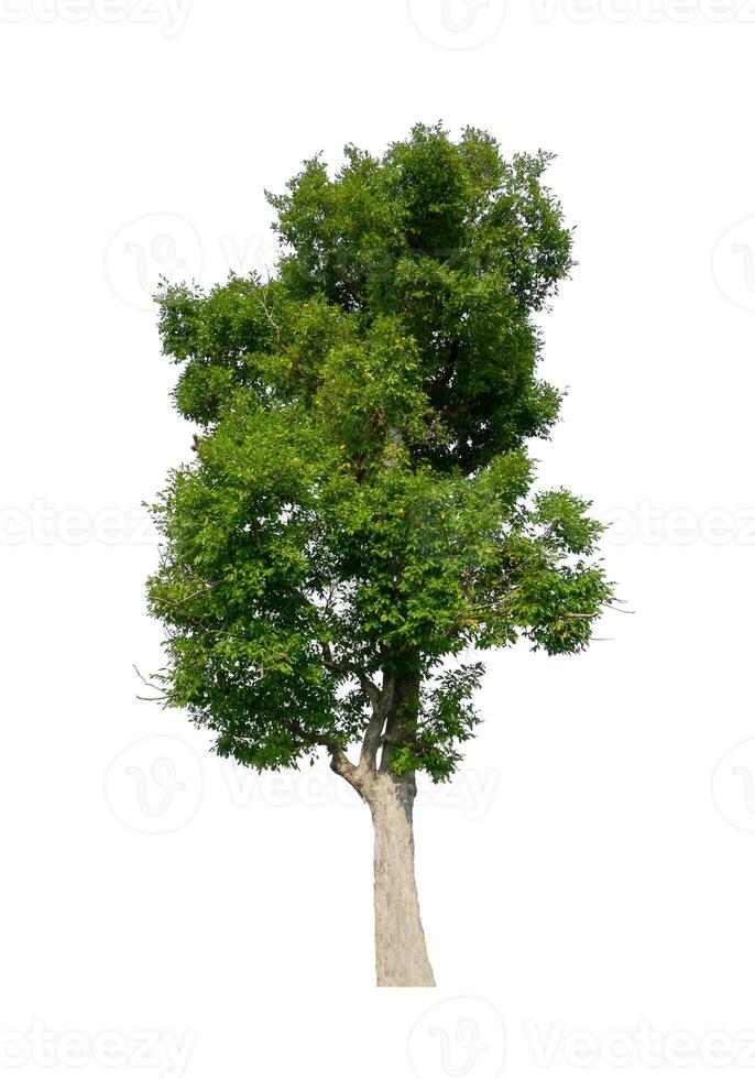 Tree that are isolated on a white background are suitable for both printing and web pages photo