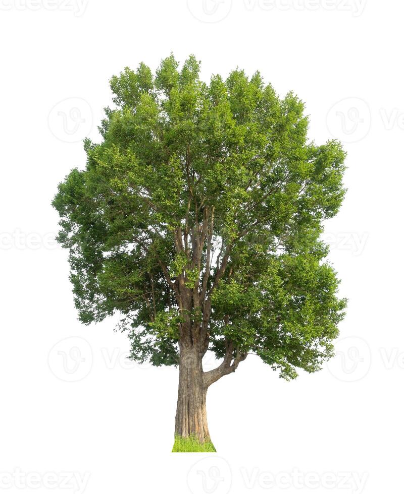 Tree that are isolated on a white background are suitable for both printing and web pages photo