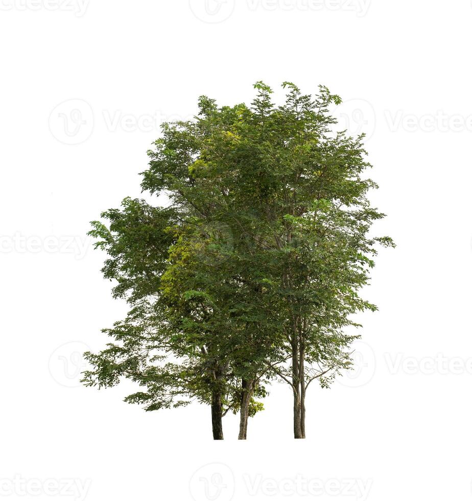 Tree that are isolated on a white background are suitable for both printing and web pages photo