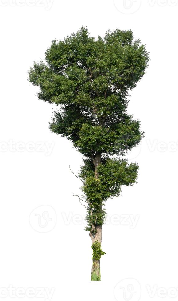 Tree that are isolated on a white background are suitable for both printing and web pages photo