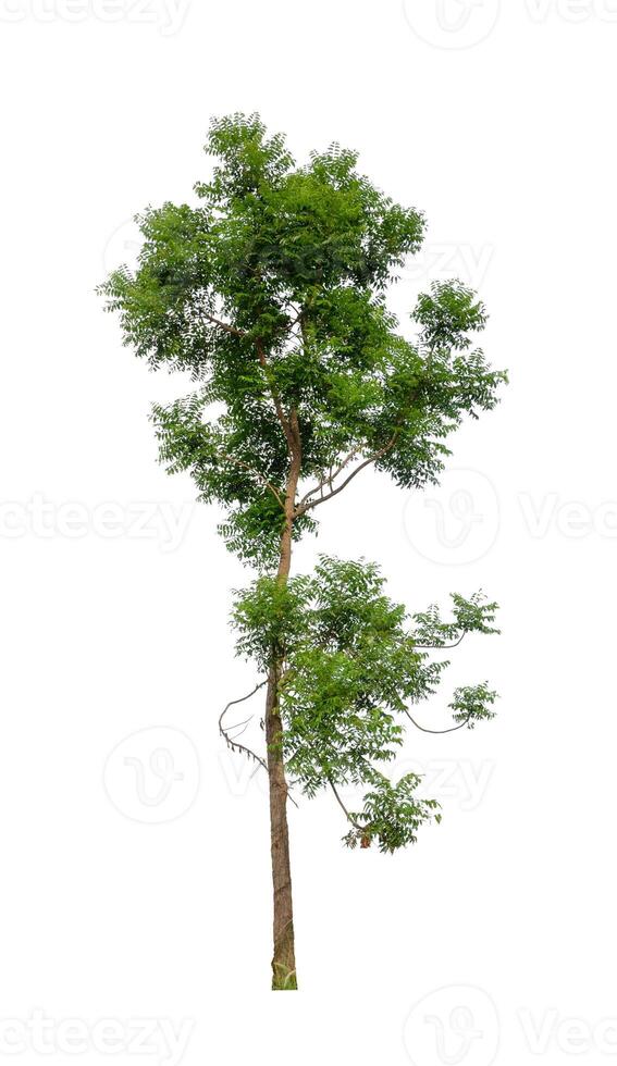 Tree that are isolated on a white background are suitable for both printing and web pages photo