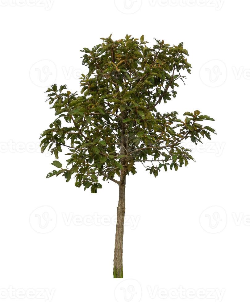 Tree that are isolated on a white background are suitable for both printing and web pages photo