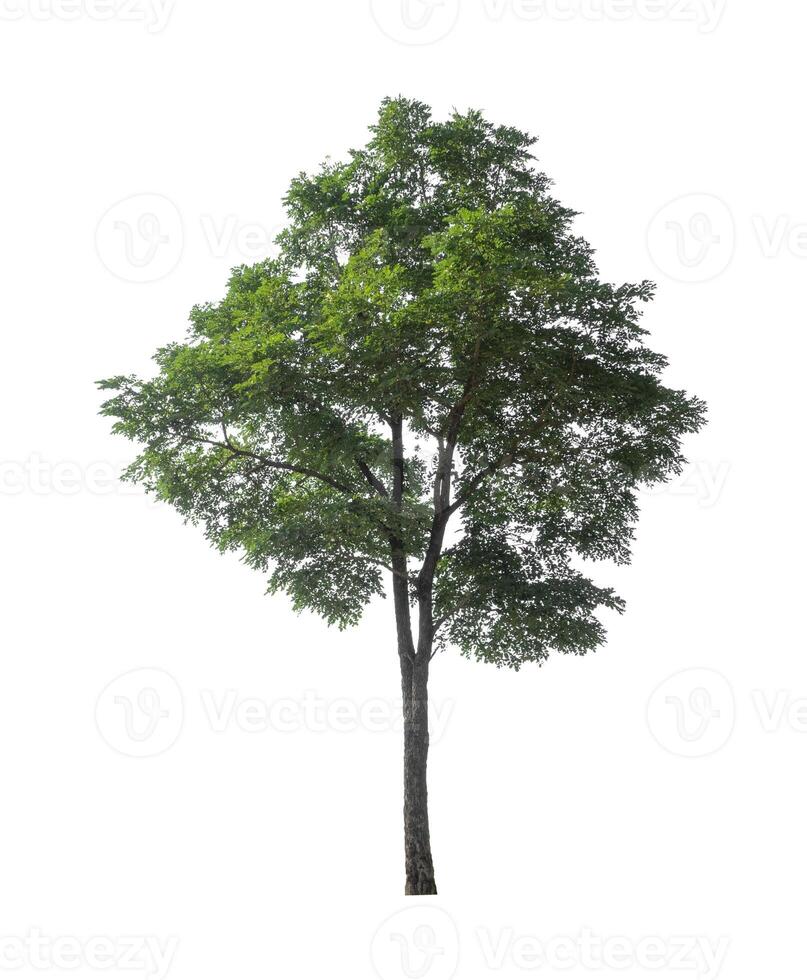 Tree that are isolated on a white background are suitable for both printing and web pages photo