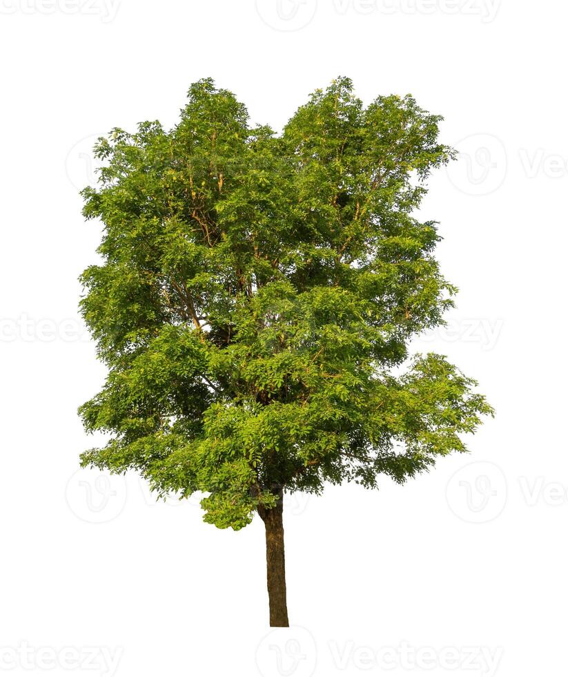 Tree that are isolated on a white background are suitable for both printing and web pages photo