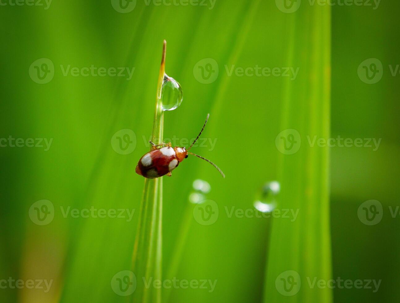 Grass and morning dew abstract. photo