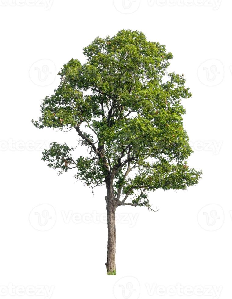 Tree that are isolated on a white background are suitable for both printing and web pages photo