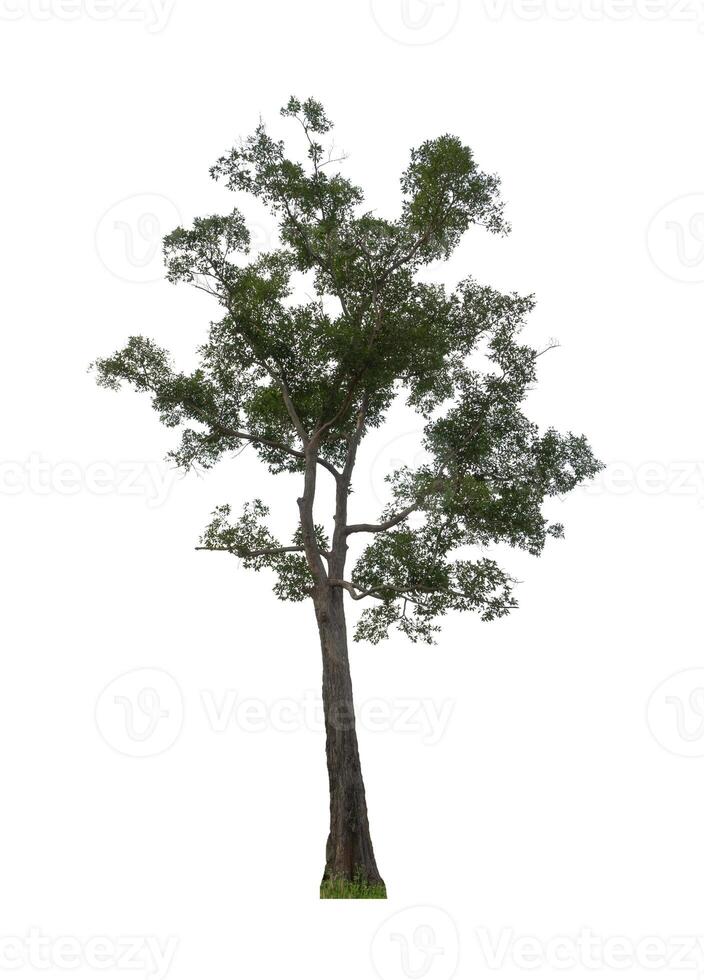 Tree that are isolated on a white background are suitable for both printing and web pages photo