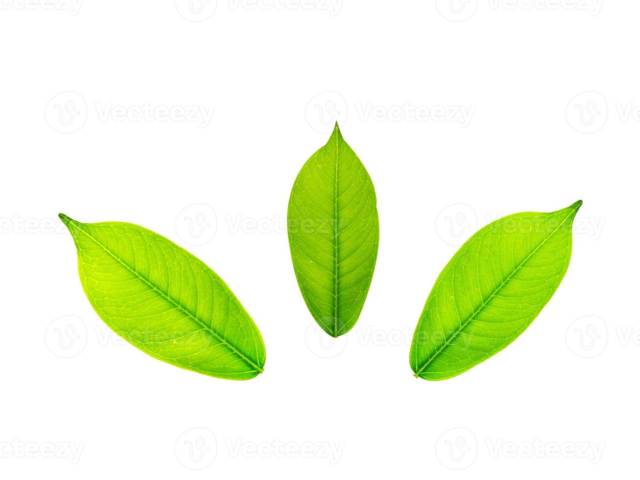 Leaf Collection on White Backdrop photo