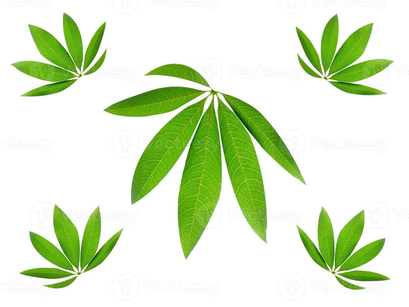 Leaf Collection on White Backdrop photo