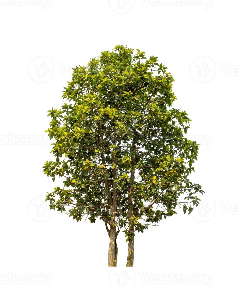 Tree that are isolated on a white background are suitable for both printing and web pages photo