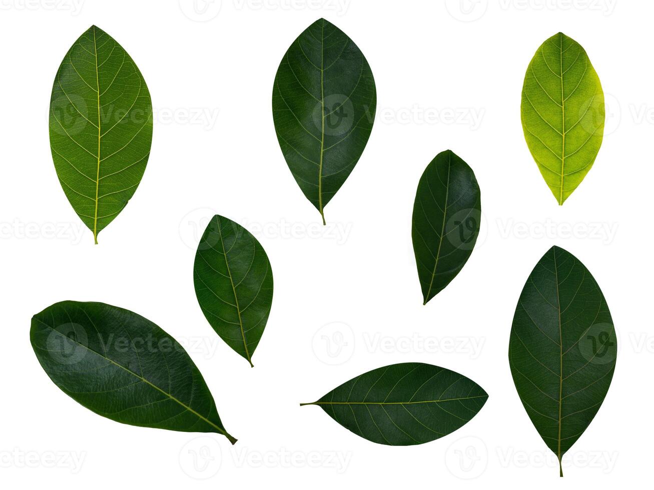 Leaf Collection on White Backdrop photo