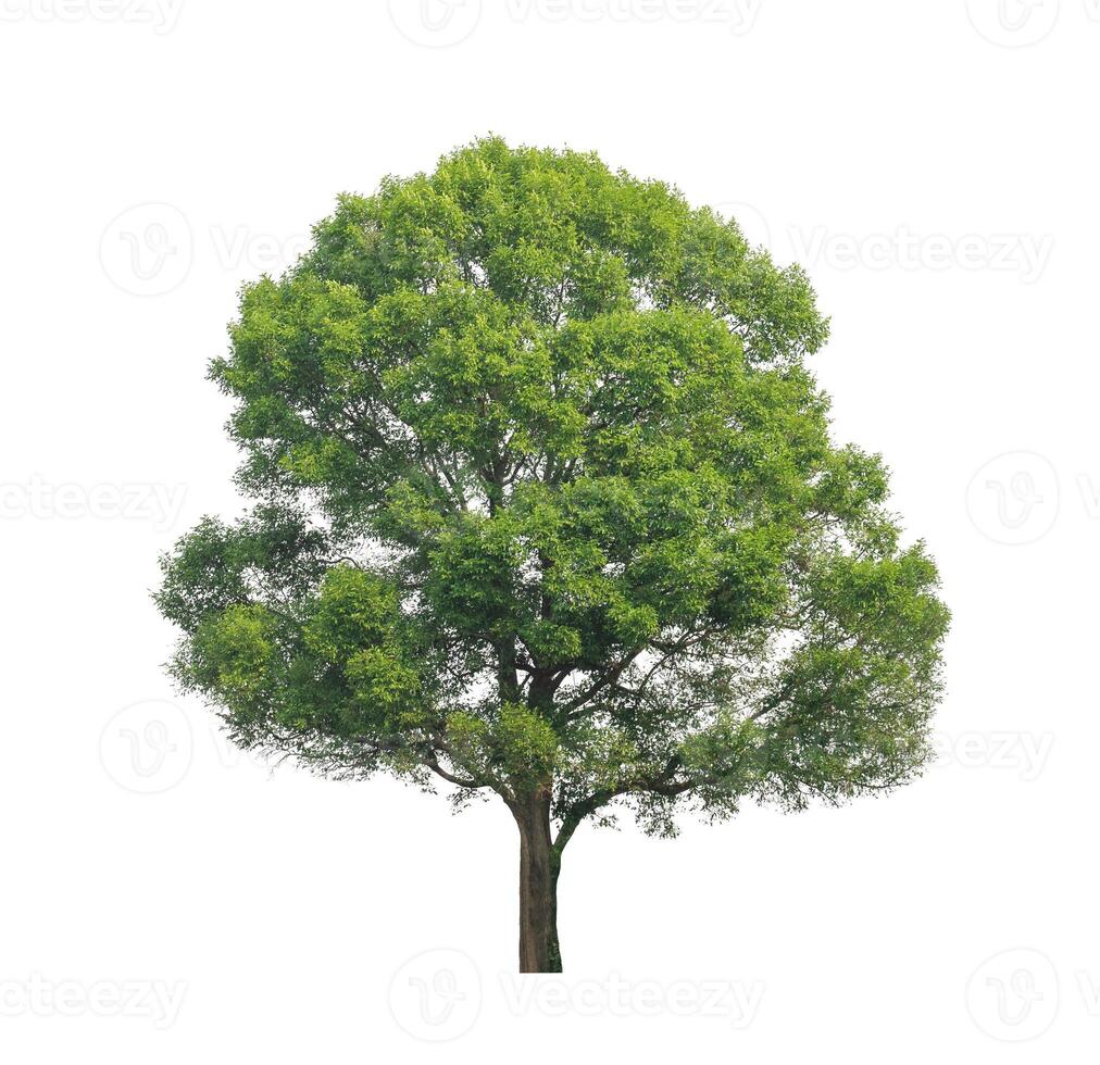 Tree that are isolated on a white background are suitable for both printing and web pages photo