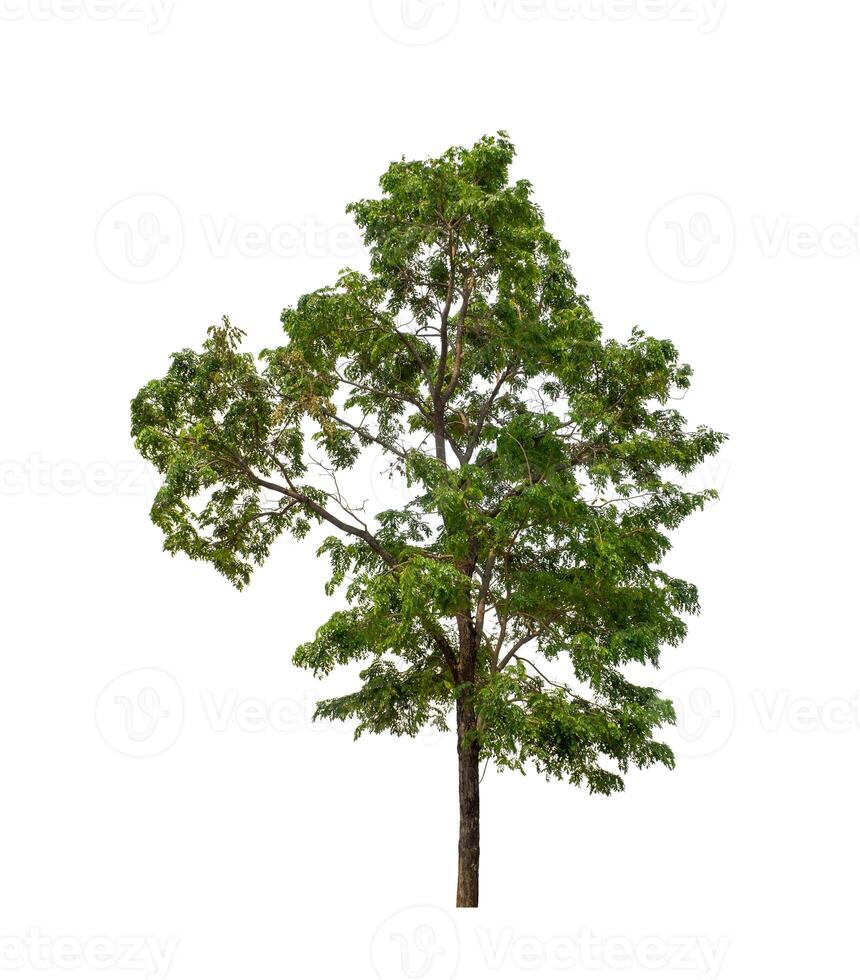 Tree that are isolated on a white background are suitable for both printing and web pages photo