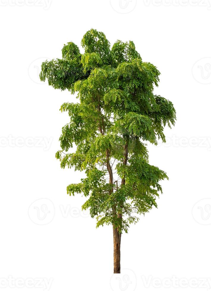 Tree that are isolated on a white background are suitable for both printing and web pages photo