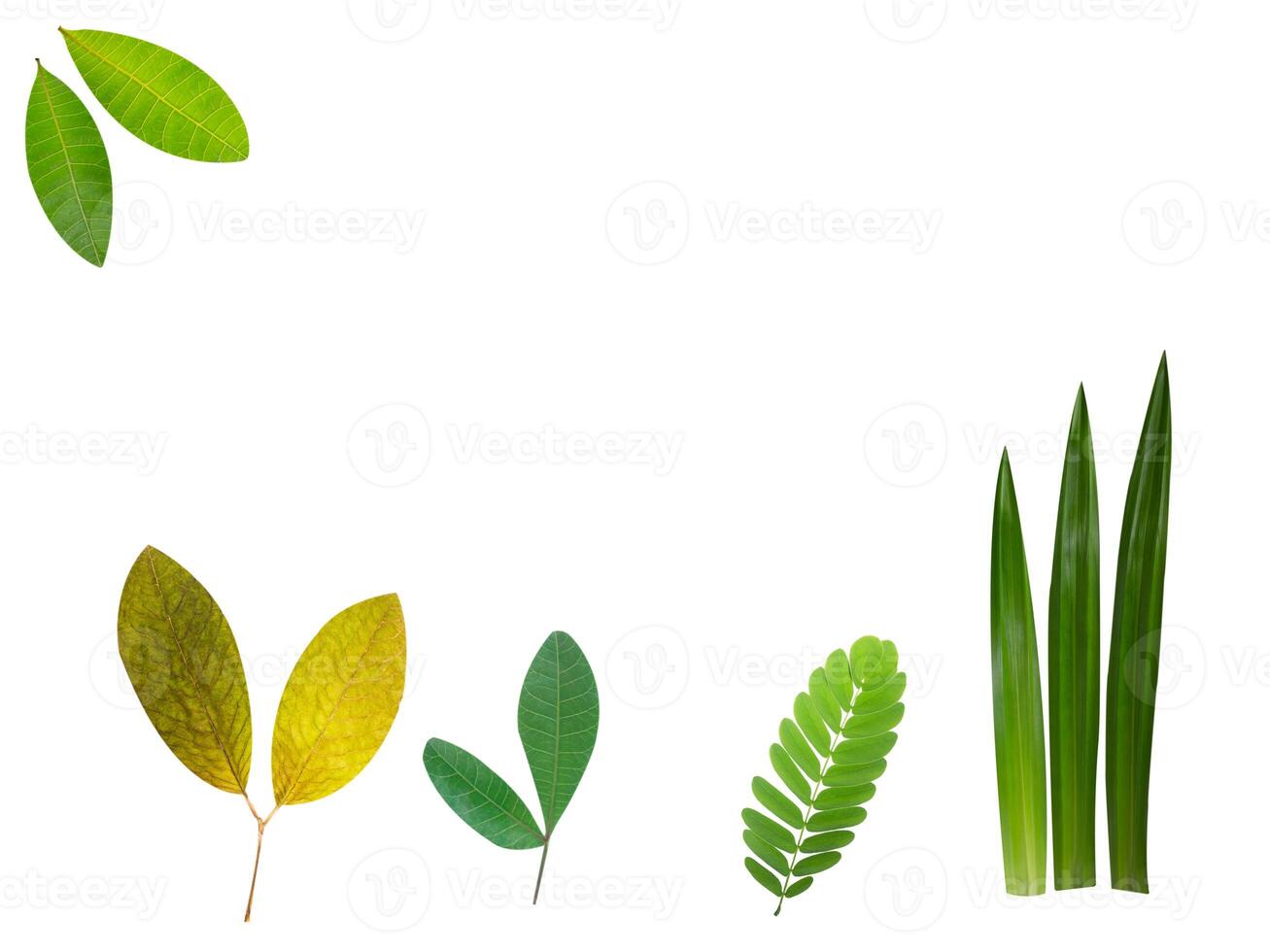 Leaf Collection on White Backdrop photo